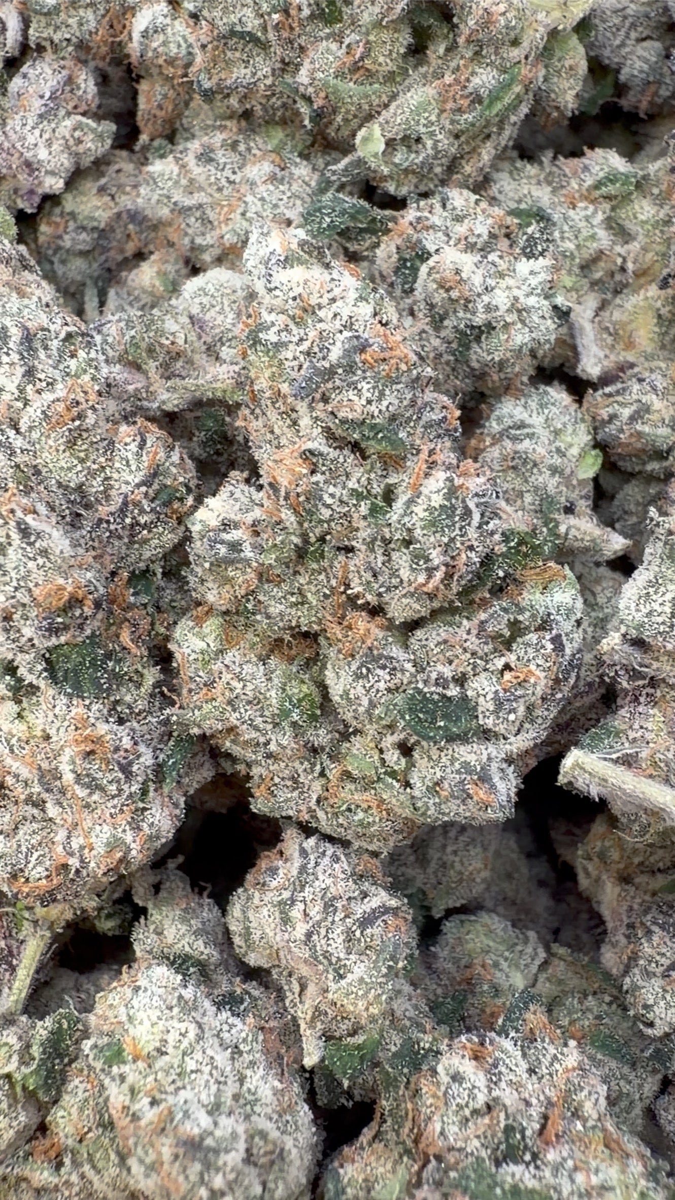 Elite Boutique Exotics White Cherry Gushers - Großgebinde - Hybrid