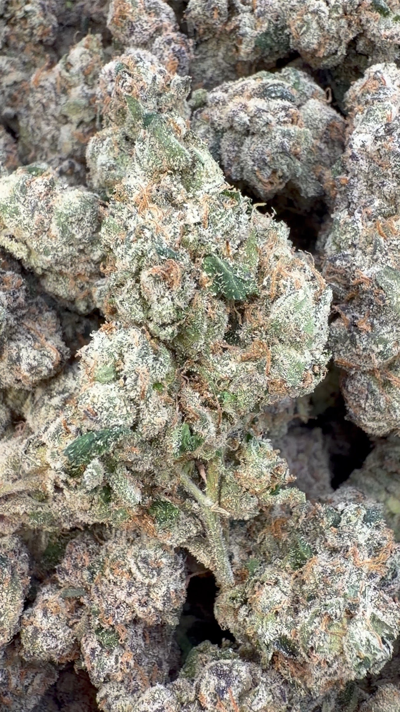 Elite Boutique Exotics Rapper Weed - Grand conditionnement - Hybride