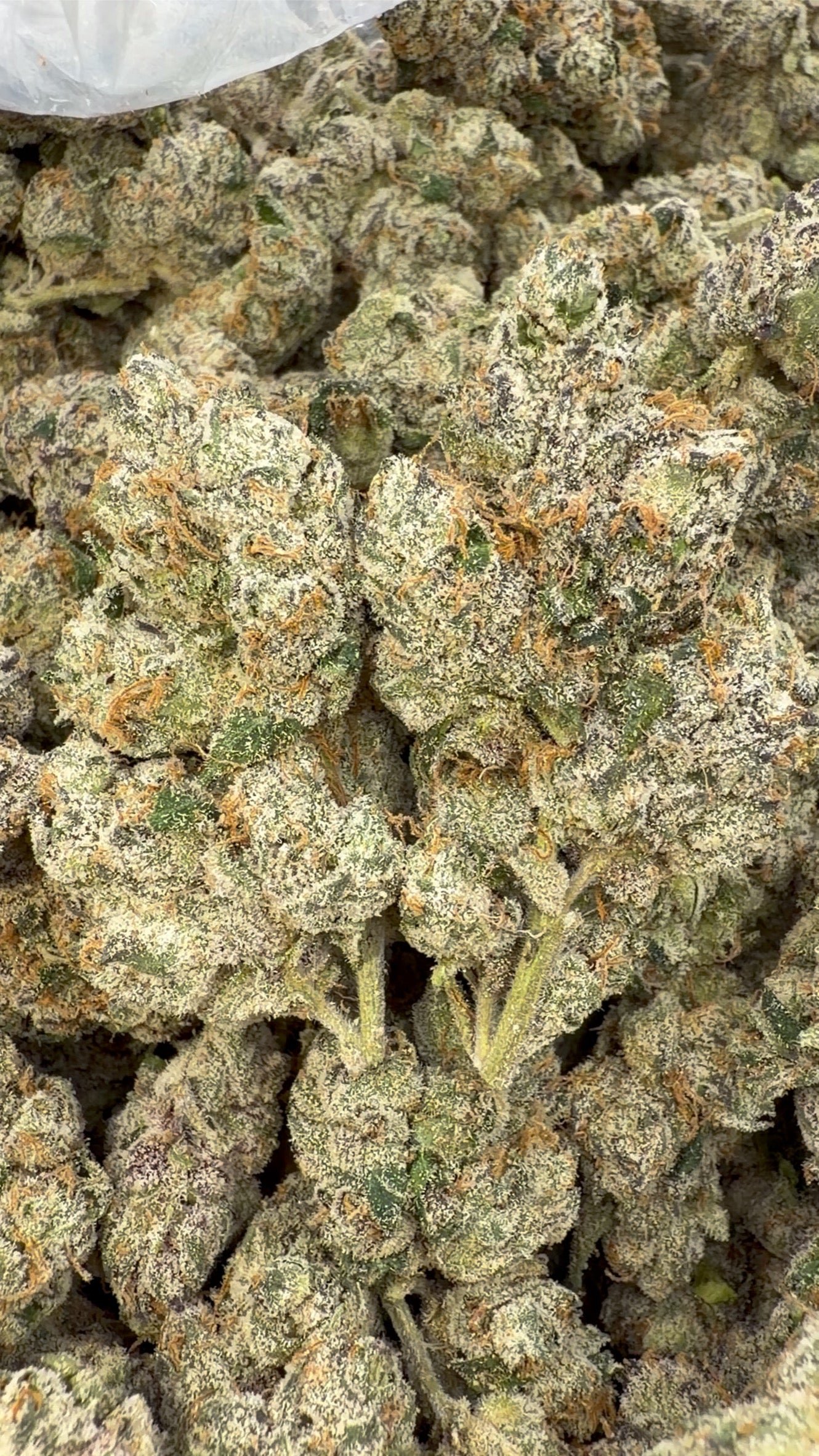 Elite Boutique Exotics Dirty Sprite - Grand conditionnement - Hybride