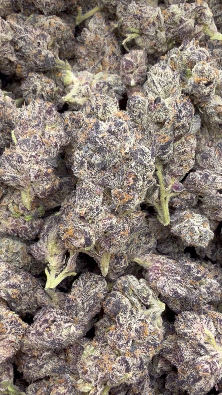Indoor Exotic Purple Jack - Großgebinde - Hybrid