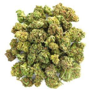 Jungle Gelato - 28 Gramm - Indica